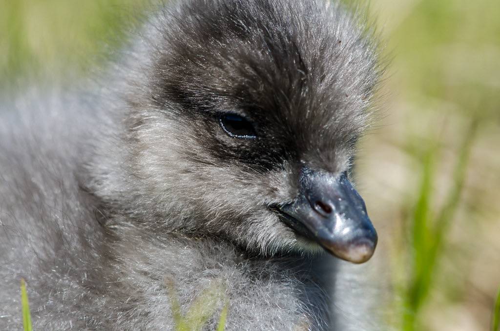 Brant Gosling by Andrea Pokrzywinski is licensed under CC BY 2.0